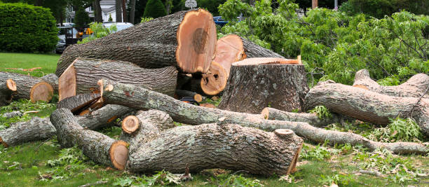Trusted Dolgeville, NY Tree Care Experts