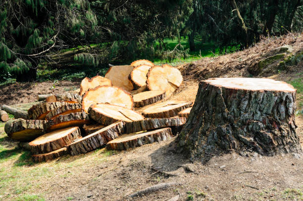 How Our Tree Care Process Works  in  Dolgeville, NY